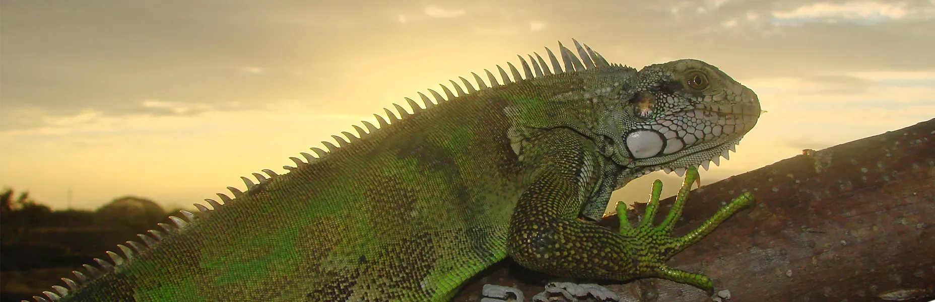 Iguana - Cuidado de la vida en el planeta
